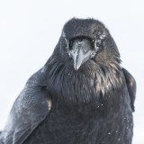 Raven, snow around eyes, 2013 January 20th.