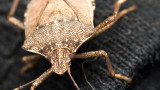 Stinkbug 0195 reduced (V74)