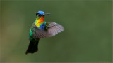 Fiery-throated Hummingbird in Flight