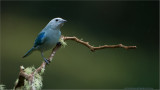 Blue-gray Tanager 