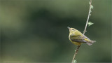 Tennesee Warbler