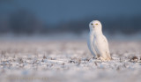 Snowy Owl 2560 x 1440 