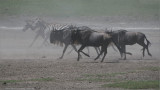 Zebras and Wildebeest on the Run 