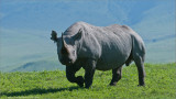  Black Rhinocerous 