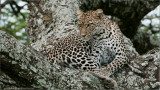 Leopard in Tanzania