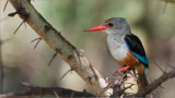 Grey-headed Kingfisher 