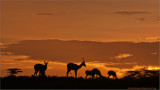 Antelope at Sunset in Tanzania 