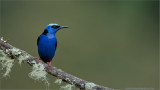 Red-legged Honey Creeper 