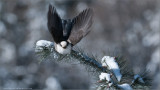 Gray Jay in Flight 