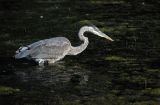 Great Blue Heron Fishing 11