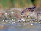 Short-Billed Dowitcher 5