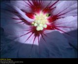 Hibiscus Blue Bird (Hawaii Blomst / Hibiscus Hybride Marina)