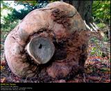 Strange Tree Disease