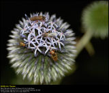 Schrader Blue Globe-Thistle (Bl Tidselkugle / Echinops bannaticus)