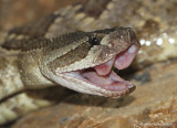 Crotale du Pacifique Sud, Crotalus oreganus helleri