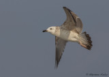 Goland pontique, Larus cachinnans