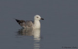 Goland pontique, Larus cachinnans