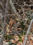 Vipre aspic, Vipera aspis aspis