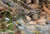 Vipre aspic, Vipera aspis aspis