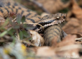 Vipre aspic, Vipera aspis aspis