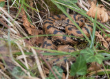 Vipre aspic, Vipera aspis aspis