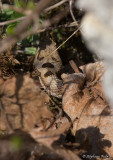 Vipre aspic, Vipera aspis aspis