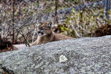 Cougar Sunning On Rock