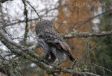 Great Gray Owl with fluffy legs & feet!