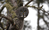 Great Gray Owl