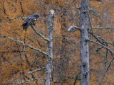 Great Gray Owl... what are you doing over there, woodpecker?