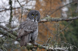 Great Gray Owl