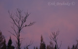 Merlin at sunrise
