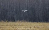 Northern Harrier (adult male)