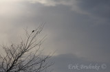 Northern Shrike
