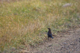 Rusty Blackbird