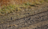 Snow Bunting