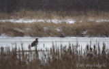 Bald Eagle on the ice