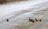 Pine Grosbeak