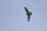 Rough-legged Hawk flying through the snow