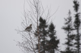 Sharp-tailed Grouse