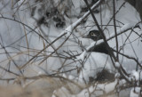 Female Wood Duck