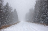 Snowing in the bog