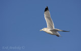Adult Herring Gull, soaring over Park Point one morning before hittin up the bog.