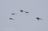 Black-billed Magpies
