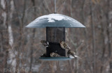 Common Redpolls at a Friends of Sax-Zim Bog feeder!