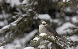 Gray Jay