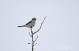 Northern Shrike