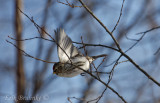 Common Redpoll taking off