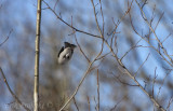 Pine Grosbeak flying away