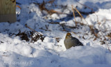 Pine Grosbeak